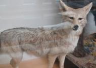 fox under glass