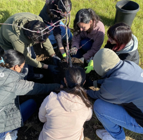 students planting tree
