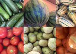 tomato, cucumber, squash, potatoes and watermelon